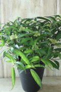 山紫陽花 "黒龍" 18cmポット