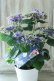 画像16: 秋色紫陽花 "月虹~げっこう~ ブルー" 16cmポット 