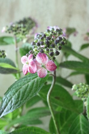 画像5: 山紫陽花 "赤兵衞" 大苗！