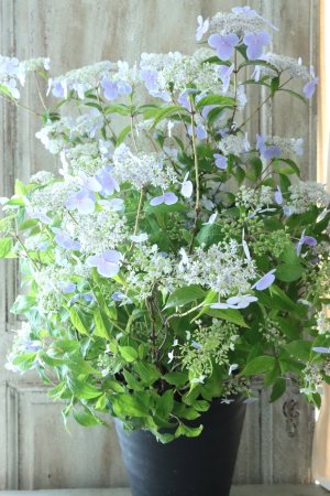 画像1: 山紫陽花 "伊予の五月雨" 20cmポット