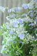画像3: 山紫陽花 "伊予の五月雨" 20cmポット