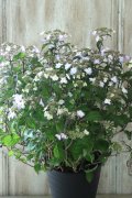 山紫陽花 "紅剣" 18cmポット