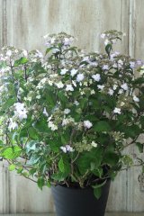 山紫陽花 "紅剣" 18cmポット