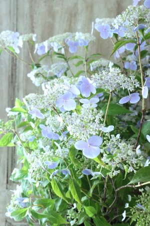 画像2: 山紫陽花 "伊予の五月雨" 20cmポット