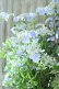画像2: 山紫陽花 "伊予の五月雨" 20cmポット (2)