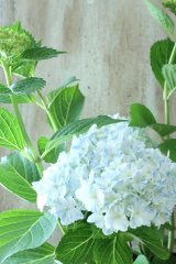 山紫陽花 "有松" 15cmポット