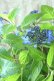 画像13: 山紫陽花 "普賢の華" 20cmポット