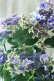 画像7: 秋色紫陽花 "月虹~げっこう~ ブルー" 16cmポット 