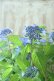 画像4: 山紫陽花 "普賢の華" 20cmポット