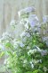 画像9: 山紫陽花 "伊予の五月雨" 20cmポット