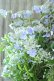 画像4: 山紫陽花 "伊予の五月雨" 20cmポット