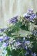 画像4: 秋色紫陽花 "月虹~げっこう~ ブルー" 16cmポット 