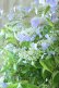 画像6: 山紫陽花 "伊予の五月雨" 20cmポット