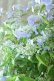 画像5: 山紫陽花 "伊予の五月雨" 20cmポット
