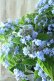 画像12: 山紫陽花 "坊ヶ鶴の華" 20cmポット