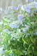画像8: 山紫陽花 "伊予の五月雨" 20cmポット