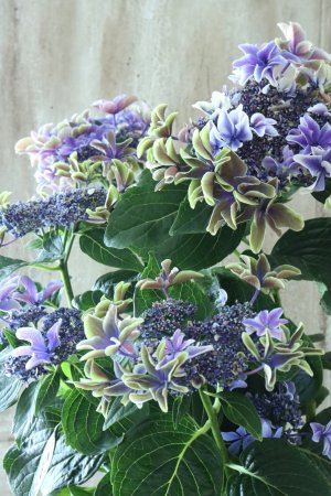 画像2: 秋色紫陽花 "月虹~げっこう~ ブルー" 16cmポット 