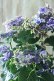 画像2: 秋色紫陽花 "月虹~げっこう~ ブルー" 16cmポット  (2)
