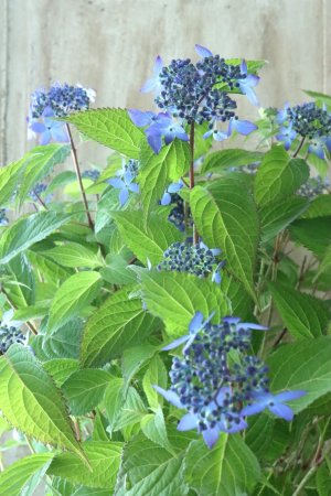 画像2: 山紫陽花 "普賢の華" 20cmポット