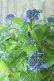 画像2: 山紫陽花 "普賢の華" 20cmポット (2)