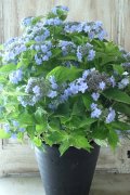 山紫陽花 "坊ヶ鶴の華" 20cmポット
