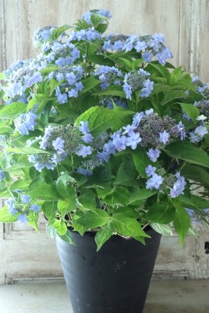 画像1: 山紫陽花 "坊ヶ鶴の華" 20cmポット
