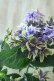 画像12: 秋色紫陽花 "月虹~げっこう~ ブルー" 16cmポット 