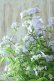 画像10: 山紫陽花 "伊予の五月雨" 20cmポット