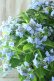 画像14: 山紫陽花 "坊ヶ鶴の華" 20cmポット