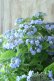 画像2: 山紫陽花 "坊ヶ鶴の華" 20cmポット (2)
