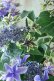 画像13: 秋色紫陽花 "月虹~げっこう~ ブルー" 16cmポット 