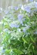 画像7: 山紫陽花 "伊予の五月雨" 20cmポット