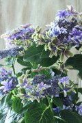 秋色紫陽花 "月虹~げっこう~ ブルー" 16cmポット 