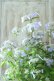 画像11: 山紫陽花 "伊予の五月雨" 20cmポット