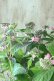 画像4: 山紫陽花 "赤兵衞" 