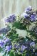 画像3: 秋色紫陽花 "月虹~げっこう~ ブルー" 16cmポット 