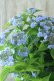 画像10: 山紫陽花 "坊ヶ鶴の華" 20cmポット
