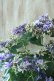 画像5: 秋色紫陽花 "月虹~げっこう~ ブルー" 16cmポット 