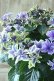画像8: 秋色紫陽花 "月虹~げっこう~ ブルー" No.5 16cmポット 