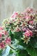 画像7: 秋色紫陽花 "月虹~げっこう~ ピンク" No.2 16cmポット 