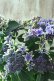 画像4: 秋色紫陽花 "月虹~げっこう~ ブルー" No.3 16cmポット 