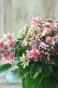 画像8: 秋色紫陽花 "月虹~げっこう~ ピンク" No.2 16cmポット 