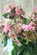 画像7: 秋色紫陽花 "月虹~げっこう~ ピンク" No.1 16cmポット 