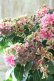 画像5: 秋色紫陽花 "月虹~げっこう~ ピンク" No.1 16cmポット 
