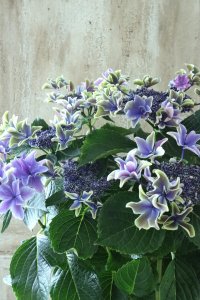 秋色紫陽花 "月虹~げっこう~ ブルー" No.4 16cmポット 