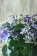 画像1: 秋色紫陽花 "月虹~げっこう~ ブルー" No.4 16cmポット  (1)
