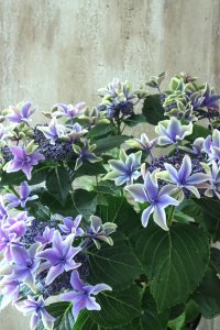 秋色紫陽花 "月虹~げっこう~ ブルー" No.2 16cmポット 