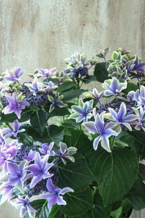 画像1: 秋色紫陽花 "月虹~げっこう~ ブルー" No.2 16cmポット 
