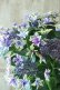 画像6: 秋色紫陽花 "月虹~げっこう~ ブルー" No.2 16cmポット 