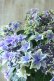 画像10: 秋色紫陽花 "月虹~げっこう~ ブルー" No.5 16cmポット 